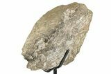 Fossil Sauropod Limb Section with Metal Stand - Colorado #335501-3